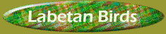 Labetan Birds